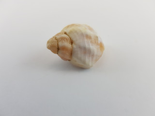 Photograph on white background of seashell or conch Buccinus Groenlandicum patula of the gastropod family Buccinidae