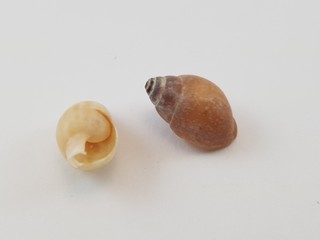 Photograph on white background of seashell or conch Buccinus Humphfreysianum of the gastropod family Buccinidae