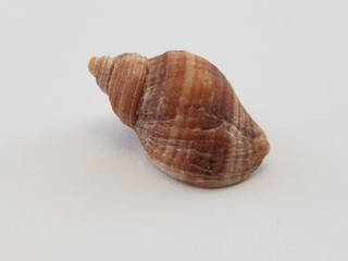 Photograph on white background of seashell or conch Buccinum Undatum of the gastropod family Buccinidae