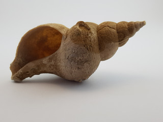 Photograph on white background of seashell or conch Neptunea Contraria of the gastropod family Buccinidae