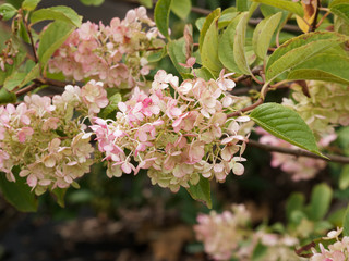 Hydrangea paniculata ou hortensia paniculé, arbuste ornemental au feuillage buissonnant vert décoratif et aux panicules florales bicolore, blanc ivoire virant au rose foncé