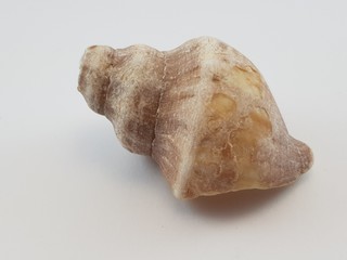 Photograph on white background of seashell or conch Neptunea Despecta of the gastropod family Buccinidae