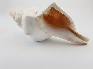 Photograph on white background of seashell or conch Penion Maximus of the gastropod family Buccinidae
