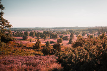 Obraz premium Summer bloomiong heath nature landscape in Germany with peaceful relax sunset light and single tree silhouttes in the nature. Evening natural golden orange light in Lower saxony