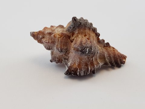 Photograph on white background of a seashell or Cantharus Ringens conch of the gastropod family Buccinidae