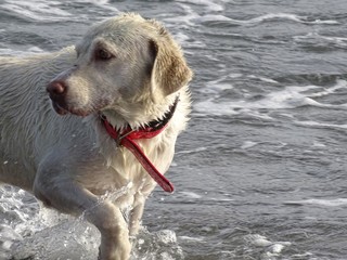 Perro labrador saliendo del mar