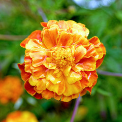 vibrant orange marigold flower closeup in the garden