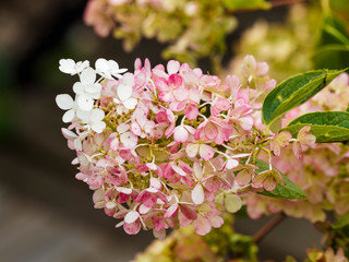 Gros plan sur large panicule de fleur blanc ivoire et rosissante d'hortensia paniculé ou Hydrangea paniculata