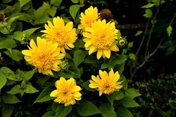 Gefülltes Sonnenauge , eine Sorte  von vielen  gelben Sommerblumen