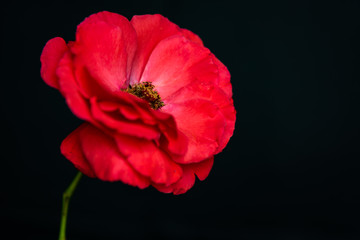 Flower Black background
