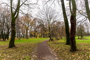 Naklejka premium Rainy autumn day in a city park in Minsk, Belarus. Walking in the rain. Wet fresh clean gray asphalt, haze and humid air. Fallen leaves, bare trees. 