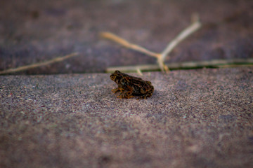 toad on sidewalk