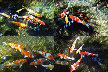 Fototapeta na wymiar Set of koi fish. Selective focus