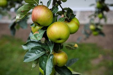 Apfelzeit mit einer riesigen Menge an Äpfeln und zahlreichen Apfelsorten - Es gibt etwa 2000 Apfelsorten auf der Welt