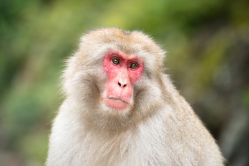 ニホンザルの自由で楽しい暮らしのポートレート 猿のかわいい姿