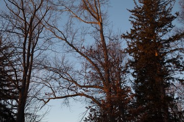 trees against blue sky