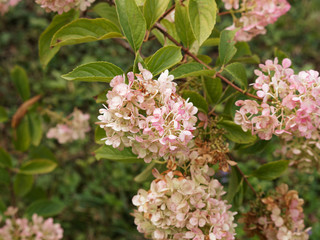 Hydrangea paniculata ou hortensia paniculé vanille fraise 'Renhy'