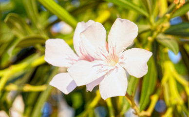 Fototapeta na wymiar pale white pink oleander flowers close up in the garden