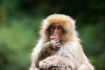 ニホンザルの自由で楽しい暮らしのポートレート 猿のかわいい姿
