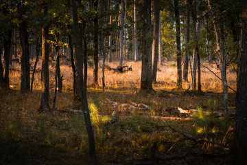 Beautiful evening calm sunset light with trees in the grass fields. Peaceful nature summer scene. Perfect natural golden light. Lüneburger Heide, Lüneburg Heath in Lower Saxony, Germany