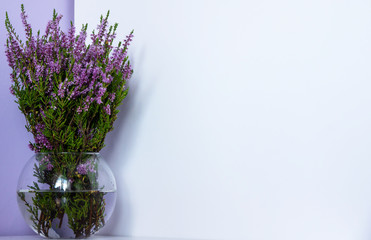 Erica carnea winter heath, winter-flowering heather, spring alpine heath pink Flowers. Flowering...