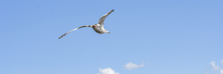 seagull flying in the sky