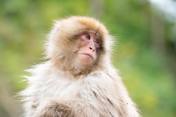 ニホンザルの自由で楽しい暮らしのポートレート 猿のかわいい姿