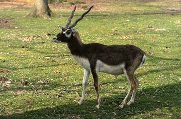 Naklejka na ściany i meble Antilope cervicapre, Antilope cervicapra