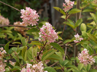 Hydrangea paniculata ou hortensia paniculé, arbuste ornemental à floraison bicolore décorative couleur blanc ivoire ou vanille rosissant en fin d'été sur tiges souples et rougeâtre