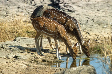 Cerf axis, Axis axis, Parc national de Ranthambore, Inde