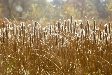 Fall cattails in a field - 372289259