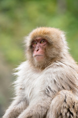 Naklejka na ściany i meble ニホンザルの自由で楽しい暮らしのポートレート 猿のかわいい姿