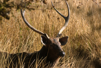 cerf sambar, Rusa unicolor, Parc national de Ranthambore, Inde