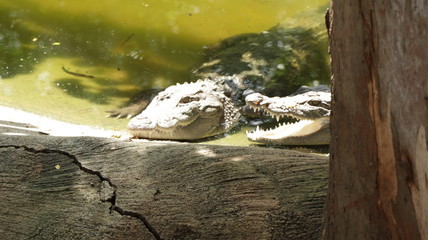crocodile in the zoo