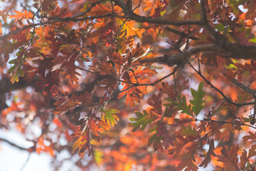 Fall orange and brown oak tree leaves - 372289411