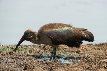 Ibis hagedash,.Bostrychia hagedash ,Hadada Ibis, Afrique du Sud