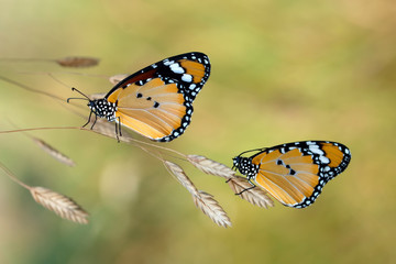 Monarch, Danaus plexippus is a milkweed butterfly (subfamily Danainae) in the family Nymphalidae butterfly in nature habitat.