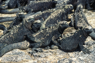 Iguane marin des Galapagos Amblyrhynchus cristatus, Archipel des Galapagos, Equateur,