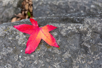 One red maple leaf on a rock - 372289637