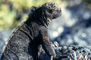 Iguane marin des Galapagos Amblyrhynchus cristatus, Archipel des Galapagos, Equateur,