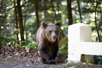 Baby bear near the road in Romanian mountains.