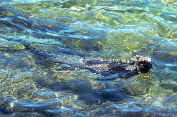 Fototapeta na wymiar Iguane marin des Galapagos Amblyrhynchus cristatus, Archipel des Galapagos, Equateur,