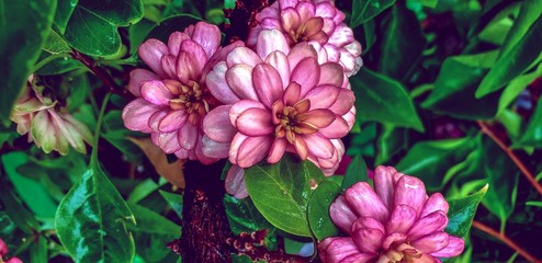 Obraz premium pink and yellow flowers dahlia in rain