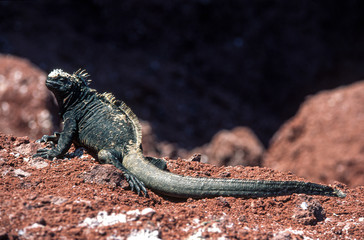 Iguane marin des Galapagos Amblyrhynchus cristatus, Archipel des Galapagos, Equateur,