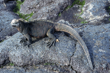 Iguane marin des Galapagos Amblyrhynchus cristatus, Archipel des Galapagos, Equateur,