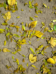 Dried and partially dried fall leaves on a cement walkway - 372289865