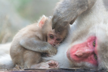 ニホンザルの自由で楽しい暮らしのポートレート 猿のかわいい姿