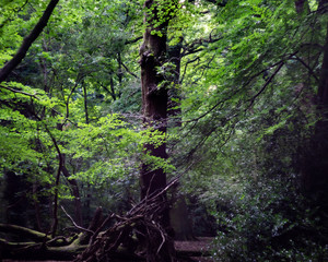 Tree in the Woods