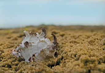 Obraz na płótnie Canvas Close up of beach sand with sea shells. Conch shells at the beach, selective focus. Coast background
