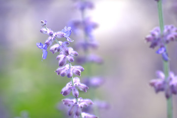 close up of flowers,plant, spring, summer, floral,closeup, flora, close-up, natural,violet, lilac,